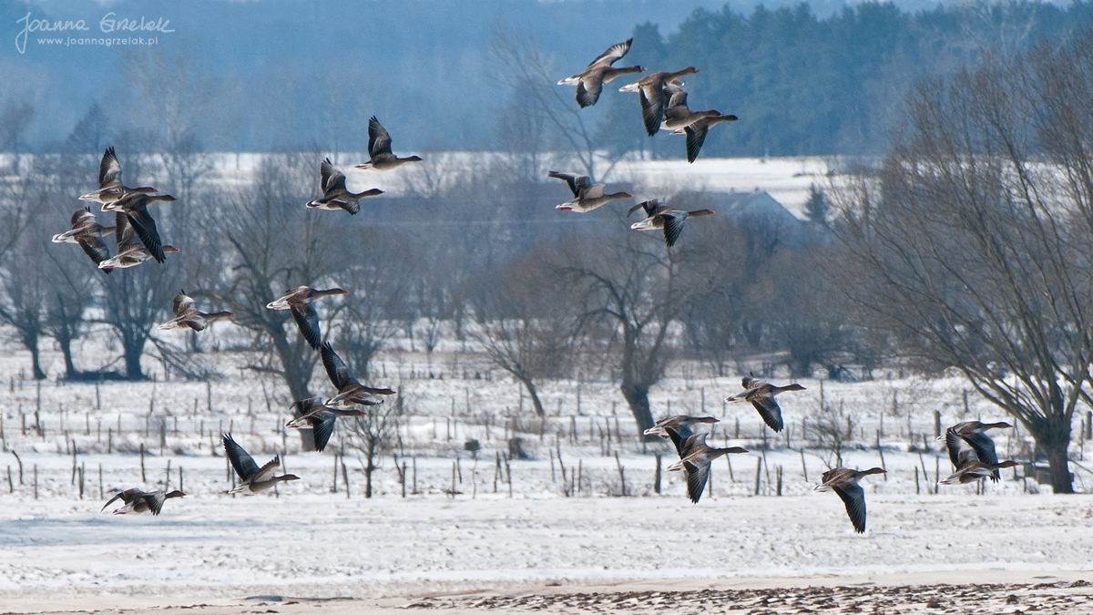 014_Biebrza - marzec 2013.jpg